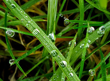 Full frame shot of wet grass