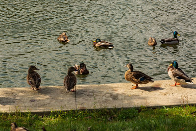 High angle view of birds on lake