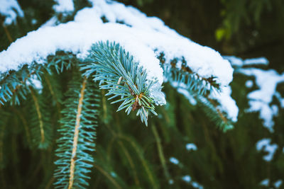 Close-up of frozen plant during winter