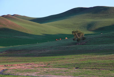 Scenic view of field against clear sky