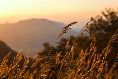 Close-up of stalks in field against sunset sky