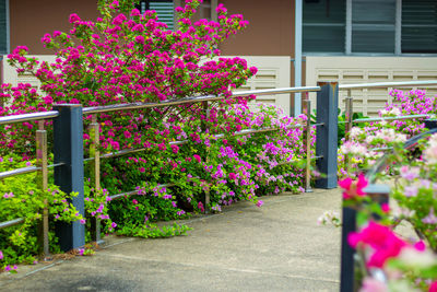 Pink flowering plants on footpath by building