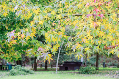 Yellow flowering plants on field