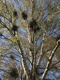 Low angle view of tree against clear sky