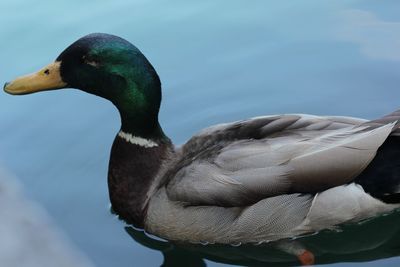 Close-up of duck swimming in lake