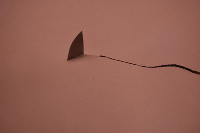 Close-up of plant against wall at sunset