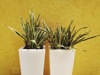 Close-up of potted plant on wall