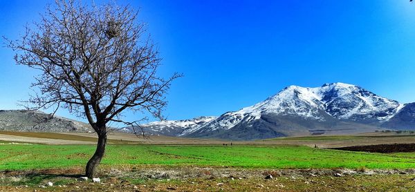 Scenic view of snowcapped mountains against clear blue sky