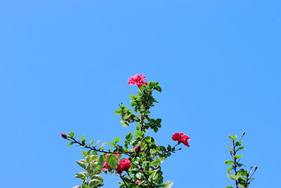 Low angle view of pink flowering plant against blue sky