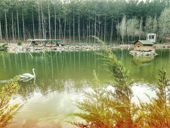 Scenic view of lake by trees