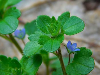 Close-up of plant