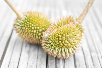 High angle view of plant on table