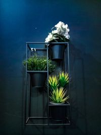 Potted plant against white wall