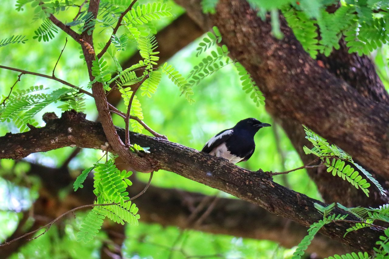 LOW ANGLE VIEW OF BIRD PERCHING ON A TREE