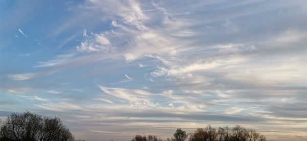 Low angle view of trees against sky