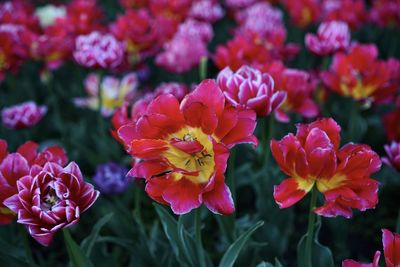 Close-up of pink flowering plants in park