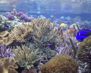 View of coral in sea