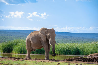 Elephants on field against sky