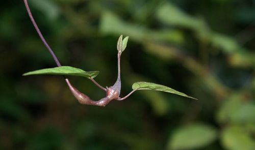 Close-up of flower buds