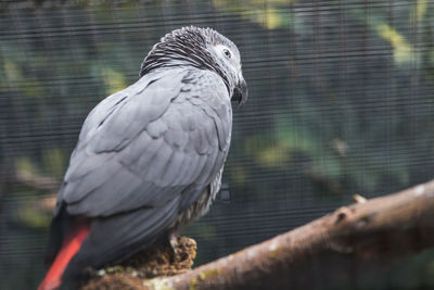 Close-up of bird perching on tree in cage