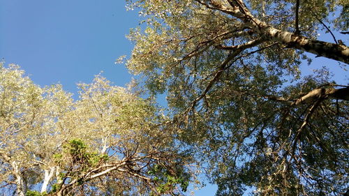 Low angle view of flowering trees against clear sky