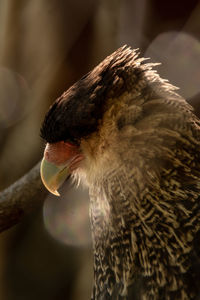 Close-up of bird eating