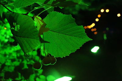 Close-up of tree at night