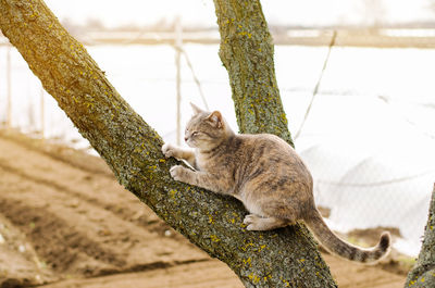 Beautiful gray kitten on a tree. pet. animal. selective focus