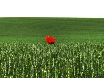 Red poppy in wheat field