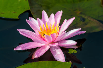 Close-up of water lily in lake