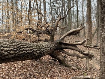 View of dead tree trunk in forest
