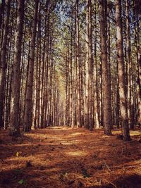 Trees in forest during autumn