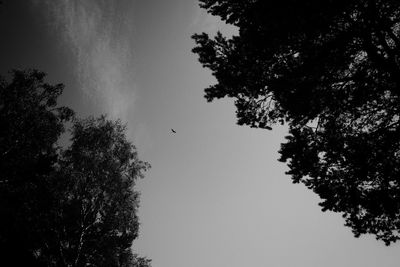 Low angle view of silhouette tree against sky