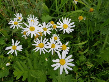 flowering plant