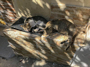 High angle view of cat sleeping