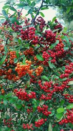 Low angle view of red flowers on tree