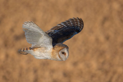 Close-up of bird