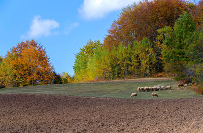 Trees on field against sky during autumn