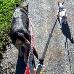Dog standing on street