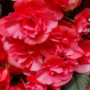 Close-up of pink roses