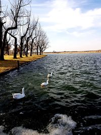 Swans swimming in lake against sky