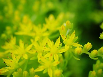 Close-up of yellow flowering plants