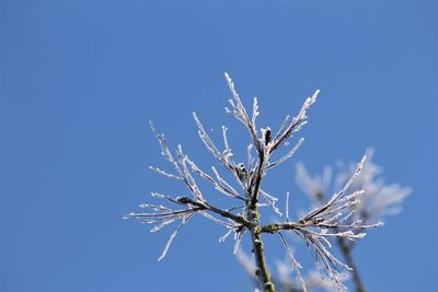 Low angle view of bare tree against clear blue sky