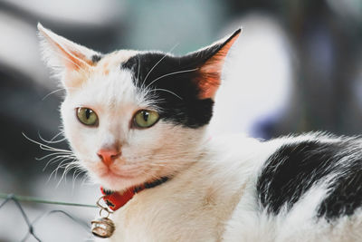 Close-up portrait of a cat