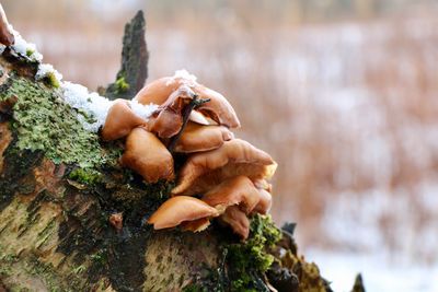 Close-up of mushrooms on tree trunk