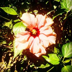 Close-up of hibiscus blooming outdoors