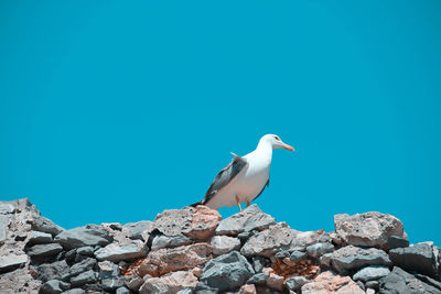 Seagull perching on rock against blue sky