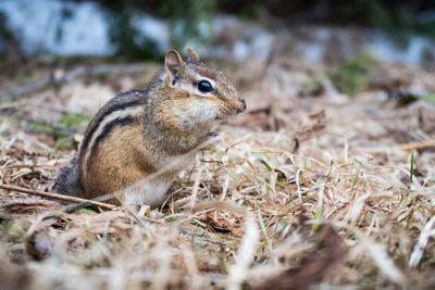 Close-up of squirrel on field