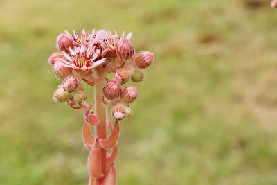 Close-up of flower against blurred background