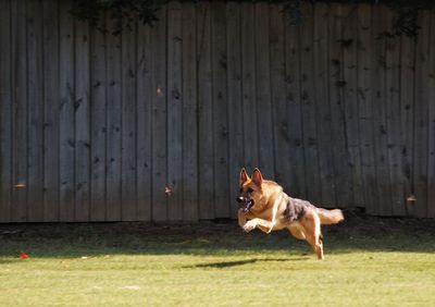 Close-up of dog